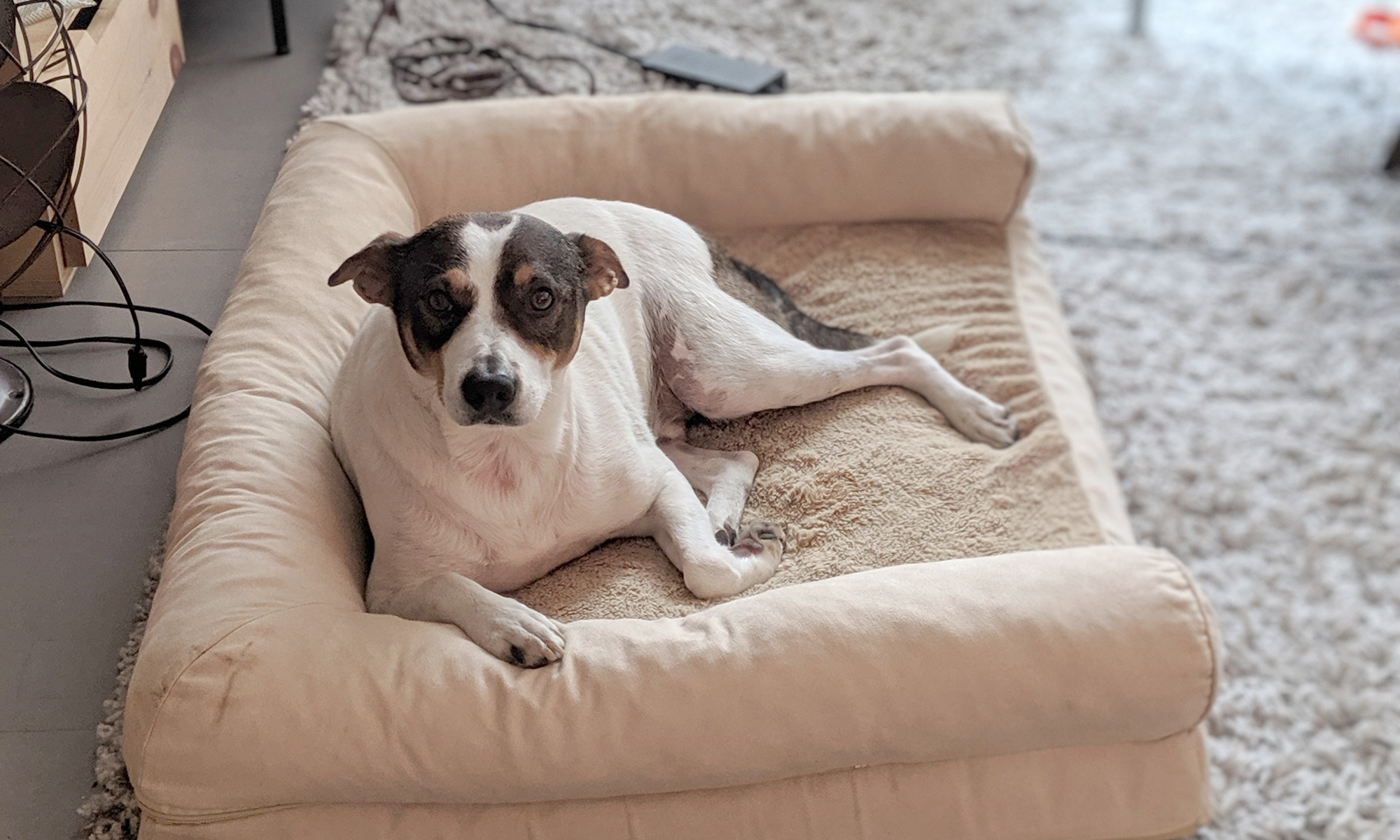 Nelson, the rat terrier mix looking dog, lounging on his luxurious memory foam mattress in the daylight.